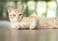 German cat sit on grass Royalty Free Stock Photo