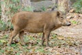 Brown short hair wild boar trespass through human living space