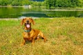 Brown short-haired dachshund sitting on grass, thirsty, tired, panting with tongue out on shore of lake