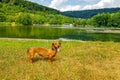 Brown short-haired dachshund standing on grass on shore of Lake Echternach