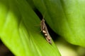 Brown Short-horned grasshopper