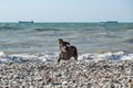 Brown shorthaired pointer walks on pebbly shore of sea on waves. Dog is a short haired hunting dog breed with drooping ears. Walk Royalty Free Stock Photo