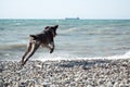 Brown shorthaired pointer walks on pebbly shore of sea on waves. Dog is a short haired hunting dog breed with drooping ears. Walk Royalty Free Stock Photo