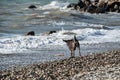 Brown shorthaired pointer walks on pebbly shore of sea on waves. Dog is a short haired hunting dog breed with drooping ears. Walk Royalty Free Stock Photo