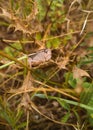 Brown Shorthorned Grasshopper on dry leaves