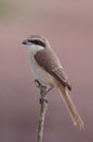 Brown Shrike. Royalty Free Stock Photo