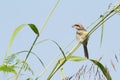 Brown Shrike Bird