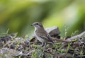 Brown Shrike Royalty Free Stock Photo