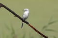 Brown Shrike leucism Lanius cristatus color aberration