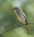 Brown Shrike Royalty Free Stock Photo