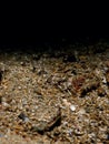 Brown shrimp, Crangon crangon. Flame Shell Point. Loch Carron, Scotland Royalty Free Stock Photo