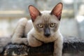 Brown Siamese Cat Sitting On A Wooden Table