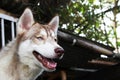 Brown Siberian Husky