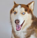 Brown siberian husky dog with white and blue eyes Royalty Free Stock Photo