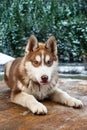 Brown Siberian Husky Puppy Dog down with his tongue out. Royalty Free Stock Photo