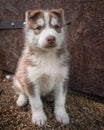 Brown Siberian Husky Puppy Dog Standing Royalty Free Stock Photo