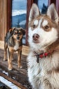 Brown Siberian Husky Puppy Dog Standing Wit another dog Royalty Free Stock Photo