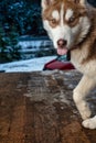 Brown Siberian Husky Puppy Dog with tongue out Royalty Free Stock Photo