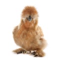 Brown silkie chicken Royalty Free Stock Photo