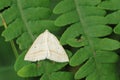 Brown silver-line moth