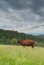 Brown single cow eating grass on meadow in Polish mountains Royalty Free Stock Photo