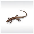 Brown skink, on a gray background for use in design