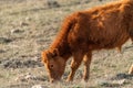 Brown skinny calf on a mountainside Royalty Free Stock Photo