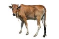 Die cut of Brown Skinny cows