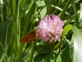 Brown skipper butterfly in the meadow