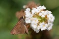 Brown skipper on a butterfly bush