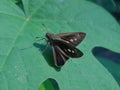 brown skipper butterfly on a green leaf ( Butterfly - Inesct )