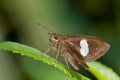 A brown skipper butterfly on a leaf