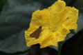 Brown skipper butterfly perched on a luffa flower