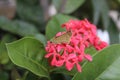 A brown skipper butterfly perched on red Ixora flowers