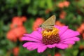 A brown skipper butterfly on a pink daisy flower in the garden