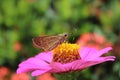 Close-up of a brown skipper butterfly collecting pollen