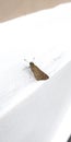 Brown Skipper hesperiidae lepidopteran moth being diurnal they are generally called butterflies Royalty Free Stock Photo