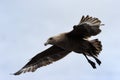 Brown Skua