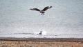 Brown skua attacking a penguin