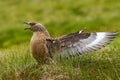 Brown skua, bird in the grass habitat with evening light. Brown skua, Catharacta antarctica, water bird sitting in the autumn Royalty Free Stock Photo