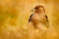 Brown skua, Catharacta antarctica, water bird sitting in the autumn grass, evening light, Argentina Royalty Free Stock Photo