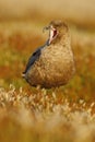 Brown skua, Catharacta antarctica, water bird sitting in the autumn grass with open bill, evening light, Argentina Royalty Free Stock Photo