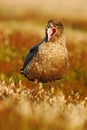 Brown skua, Catharacta antarctica. Water bird sitting in the autumn grass with open bill. Skua with evening light, Skua with open