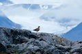 Brown skua, Catharacta antarctica, water bird sitting on the rock, svalbard Norway. Icebreaker with mountain, Arctic wildlife. Ice