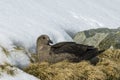 Brown Skua is nesting Royalty Free Stock Photo