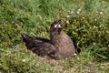 Brown Skua Royalty Free Stock Photo