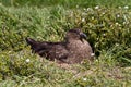 Brown Skua is nesting Royalty Free Stock Photo