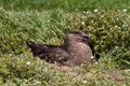 Brown Skua is nesting Royalty Free Stock Photo