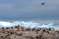 Brown skua stalking a Gentoo penguin colony, Antarctica