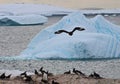 Brown skua stalking Gentoos, Antarctica